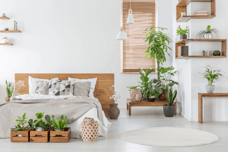 Cây nhả oxy ban đêm giúp phòng ngủ trong lành và dễ chịu hơn.