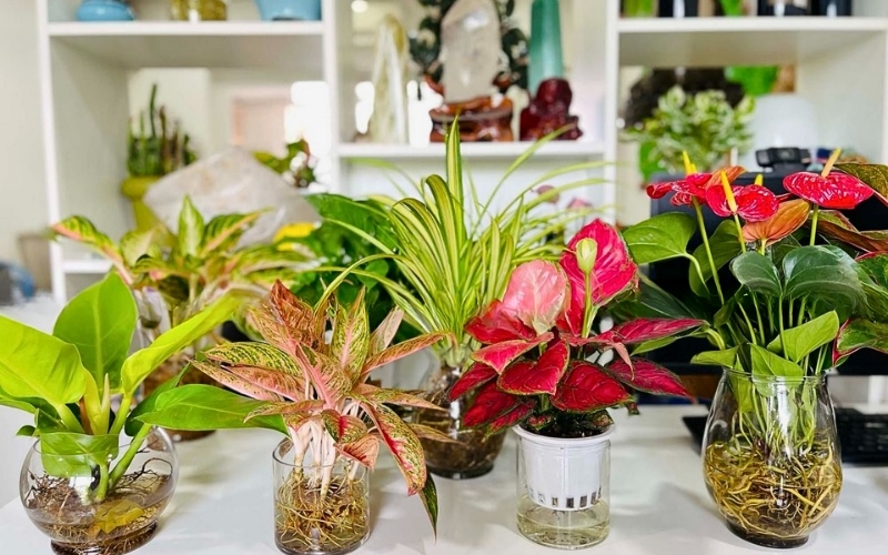 Cây thủy sinh giúp làm đẹp nhà, lọc không khí và tăng phong thủy tốt.