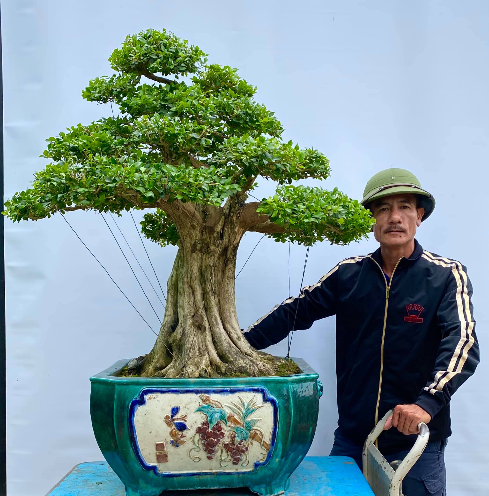 Cách tạo dáng cây nguyệt quế Bonsai chuyên nghiệp
