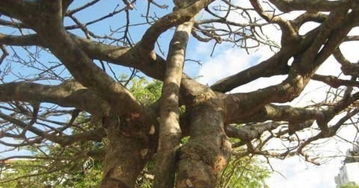 Thế mai mẫu tử, phu thê tượng trưng cho tình thân và sự gắn kết bền chặt.
