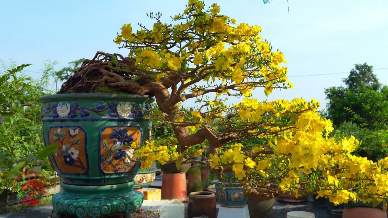 Thế mai thác đổ nổi bật với vẻ đẹp mềm mại và sức sống bền bỉ trước mọi thử thách.