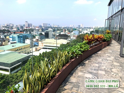 Một số loại cây cảnh ngoài trời chịu nắng phổ biến