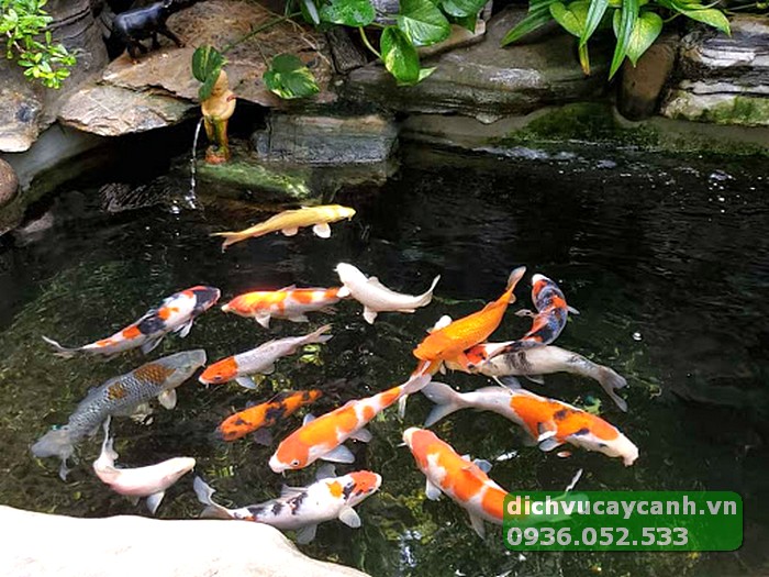 thiết kế và thi công hồ cá koi TP Thủ Đức