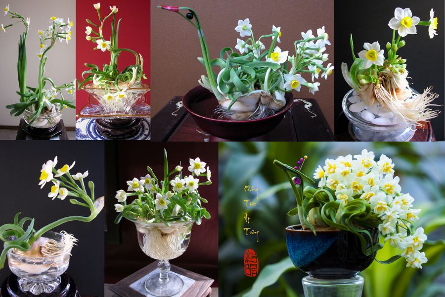 Chọn thời điểm gọt củ hoa thủy tiên lý tưởng để hoa nở đúng dịp.