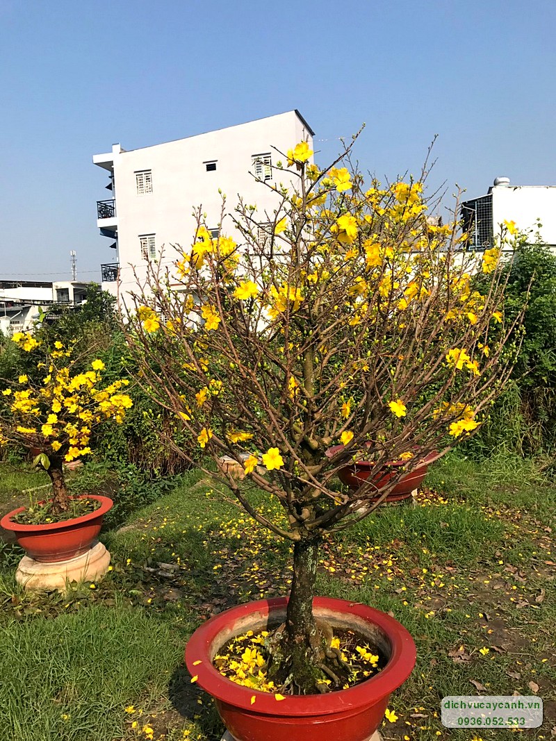 Thuê mai chưng tết tại TpHCM