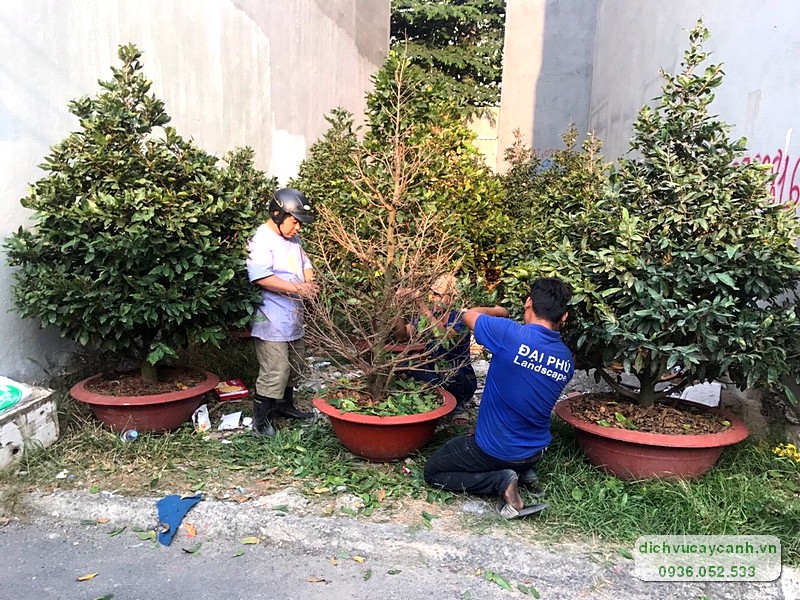 Thuê mai chưng tết tại TpHCM