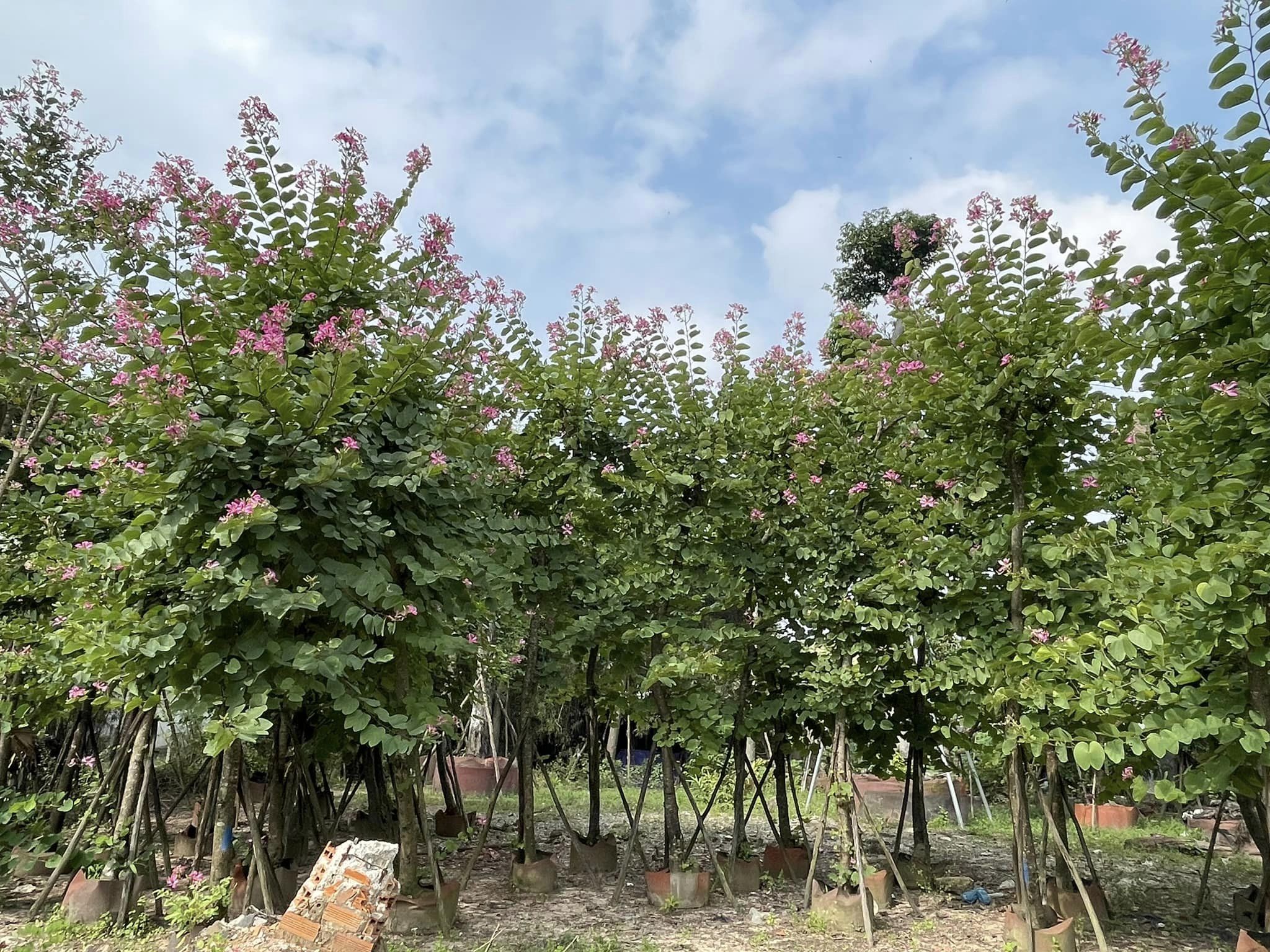 cây móng bò trị bệnh tim