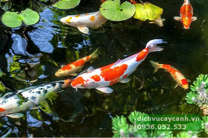 Cho cá ăn một lượng thức ăn vừa đủ để giảm lượng chất thải trong hồ