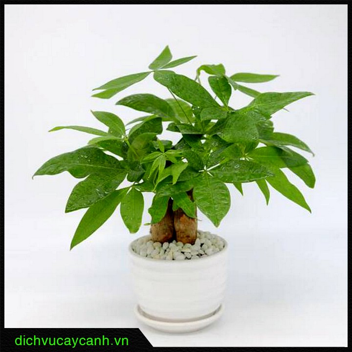 trang trí cây xanh cho lớp học
