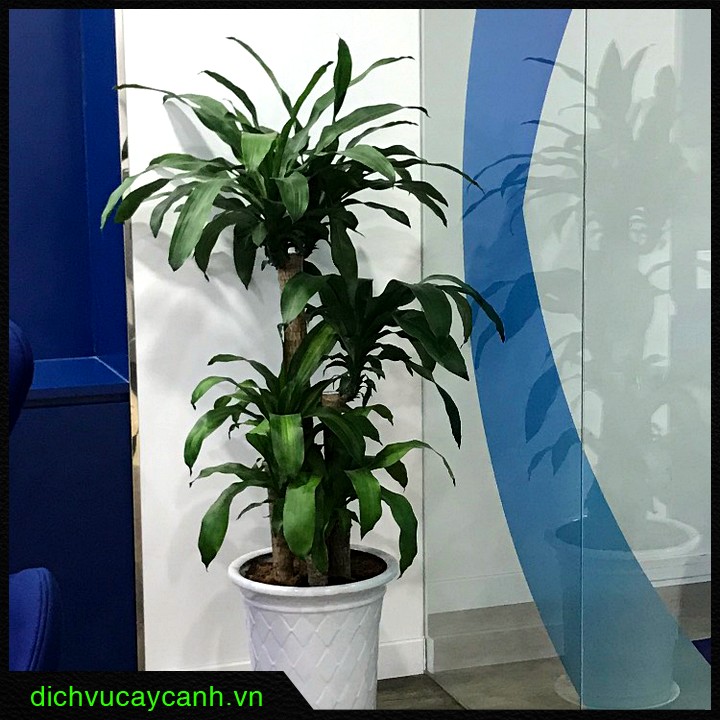 trang trí cây xanh cho lớp học