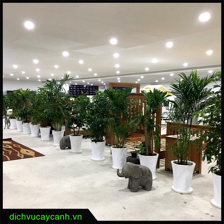 trang trí cây xanh phong thủy
