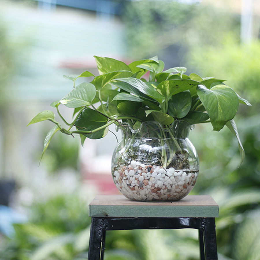 trang trí cây xanh trong lớp học