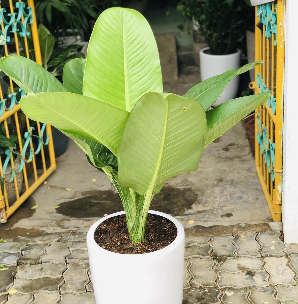 trang trí cây xanh trong lớp học
