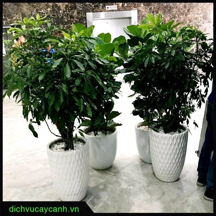 Trang trí cây xanh trong nhà ống
