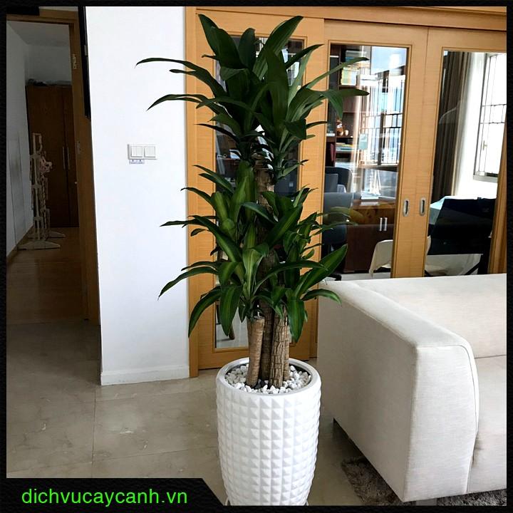 Trang trí cây xanh trong nhà ống