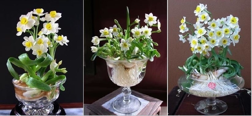 Chăm sóc đúng kỹ thuật giúp hoa thủy tiên nở đều, bền màu và giữ được vẻ đẹp lâu dài.