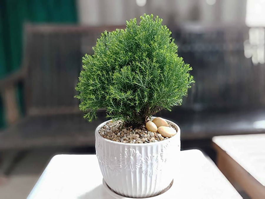 Tùng bồng lai mang vẻ đẹp xanh mát và ý nghĩa phong thủy may mắn.
