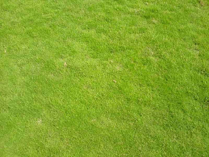 Ưu và nhược điểm của thảm cỏ lông heo