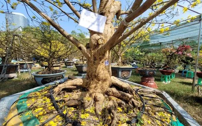 Gốc mai to, đẹp giúp cây có giá trị cao và thể hiện vẻ vững chãi.