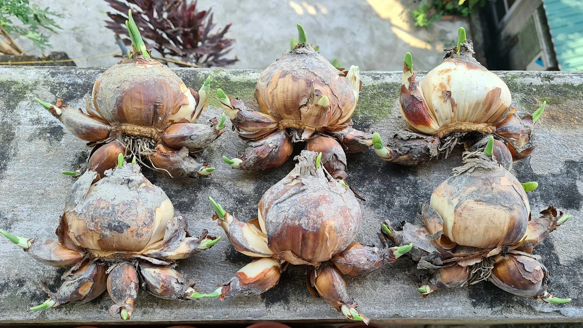 Gọt đúng kỹ thuật giúp hoa thủy tiên nở đều và đẹp hơn.