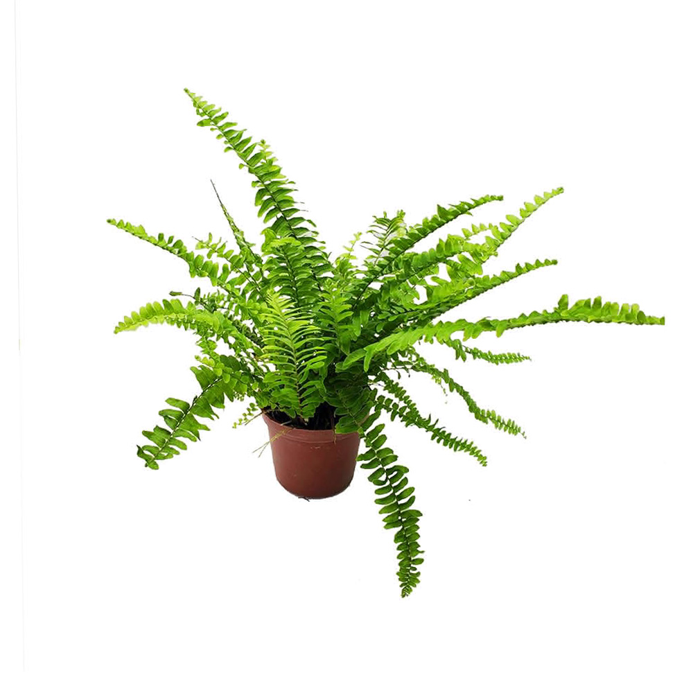 Cách bố trí cây Dương Xỉ trong phòng ngủ