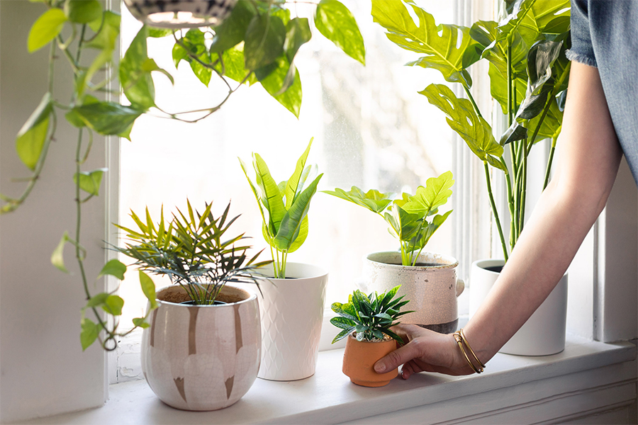 Cách hướng và vị trí tốt nhất đặt cây thanh lam để thu hút may mắn. 