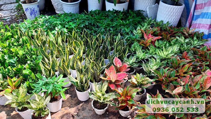 vườn ươm Đại Phú
