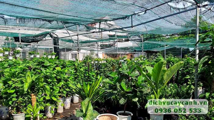 vườn ươm Đại Phú