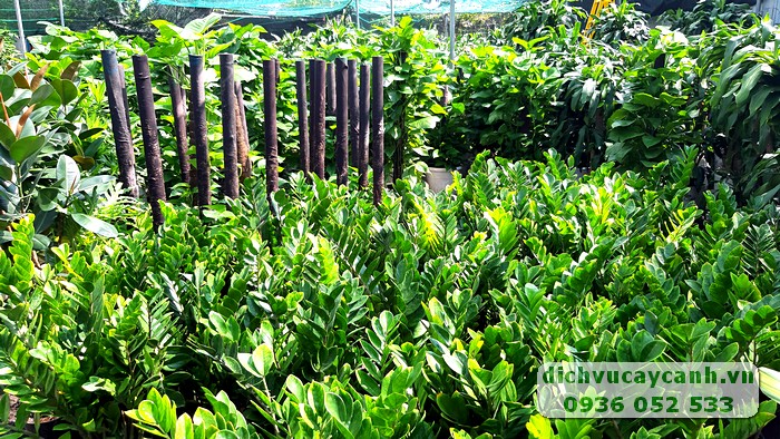 vườn ươm Đại Phú