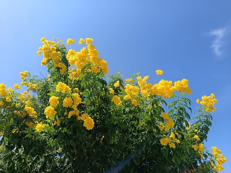 Cây giáng hương mang lại may mắn, thịnh vượng và bình an theo phong thủy.