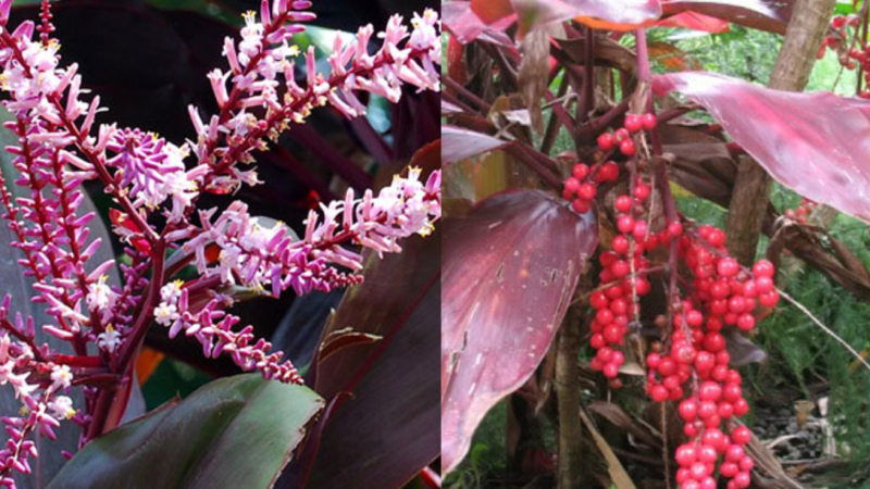 Ý nghĩa cây Huyết Dụ