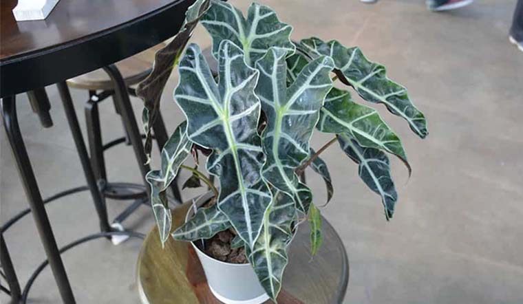 Cây môn quan âm mang ý nghĩa phong thủy tốt, đem lại bình an và may mắn.