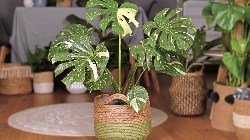 Monstera tượng trưng cho may mắn, tài lộc và sự phát triển.