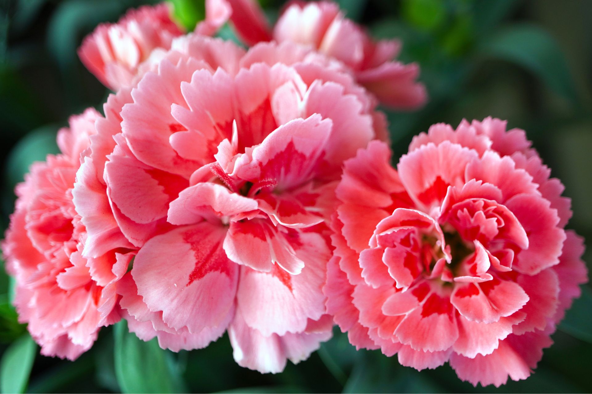 Hoa cẩm nhung mang lại may mắn, tài lộc và sự bình an.