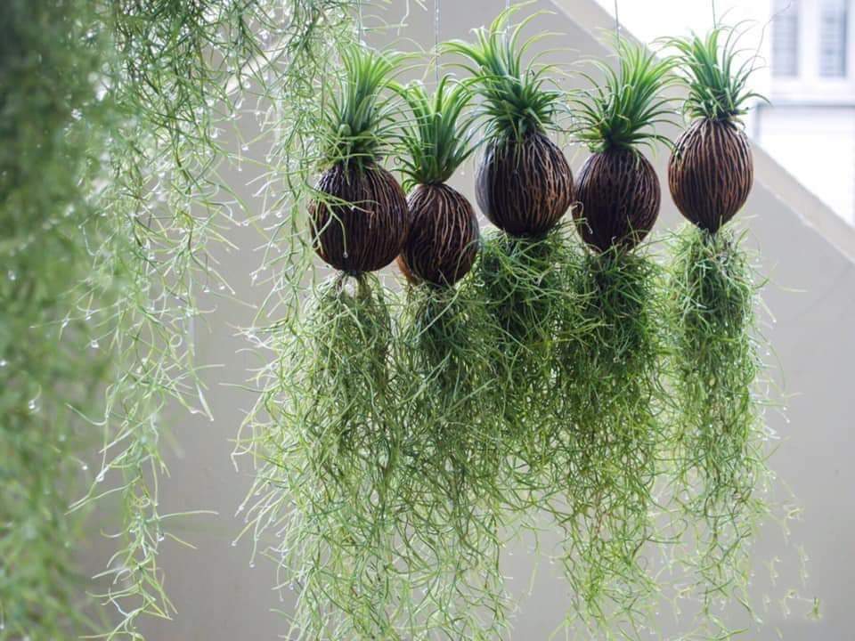 Ý nghĩa phong thủy của cây không khí Tóc Tiên