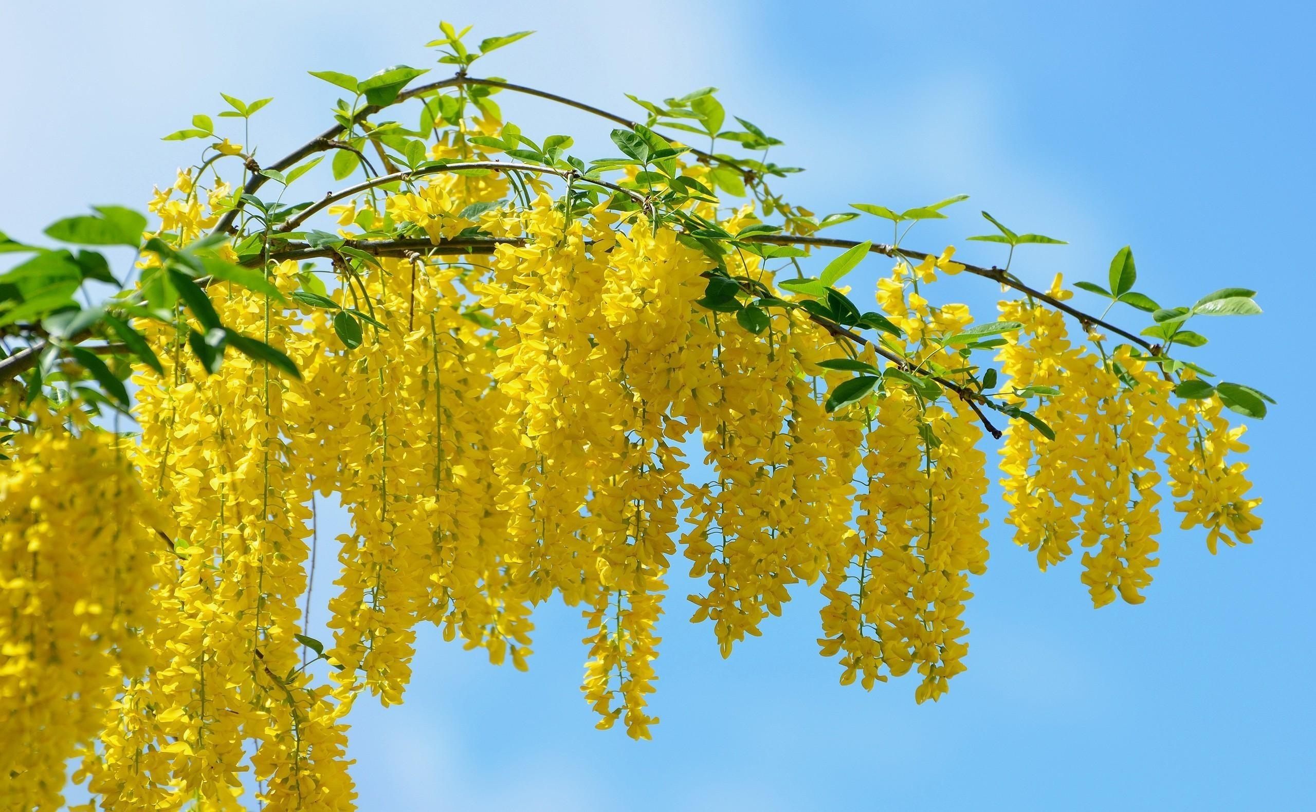 Muồng hoàng yến tượng trưng cho tài lộc, may mắn và thịnh vượng.