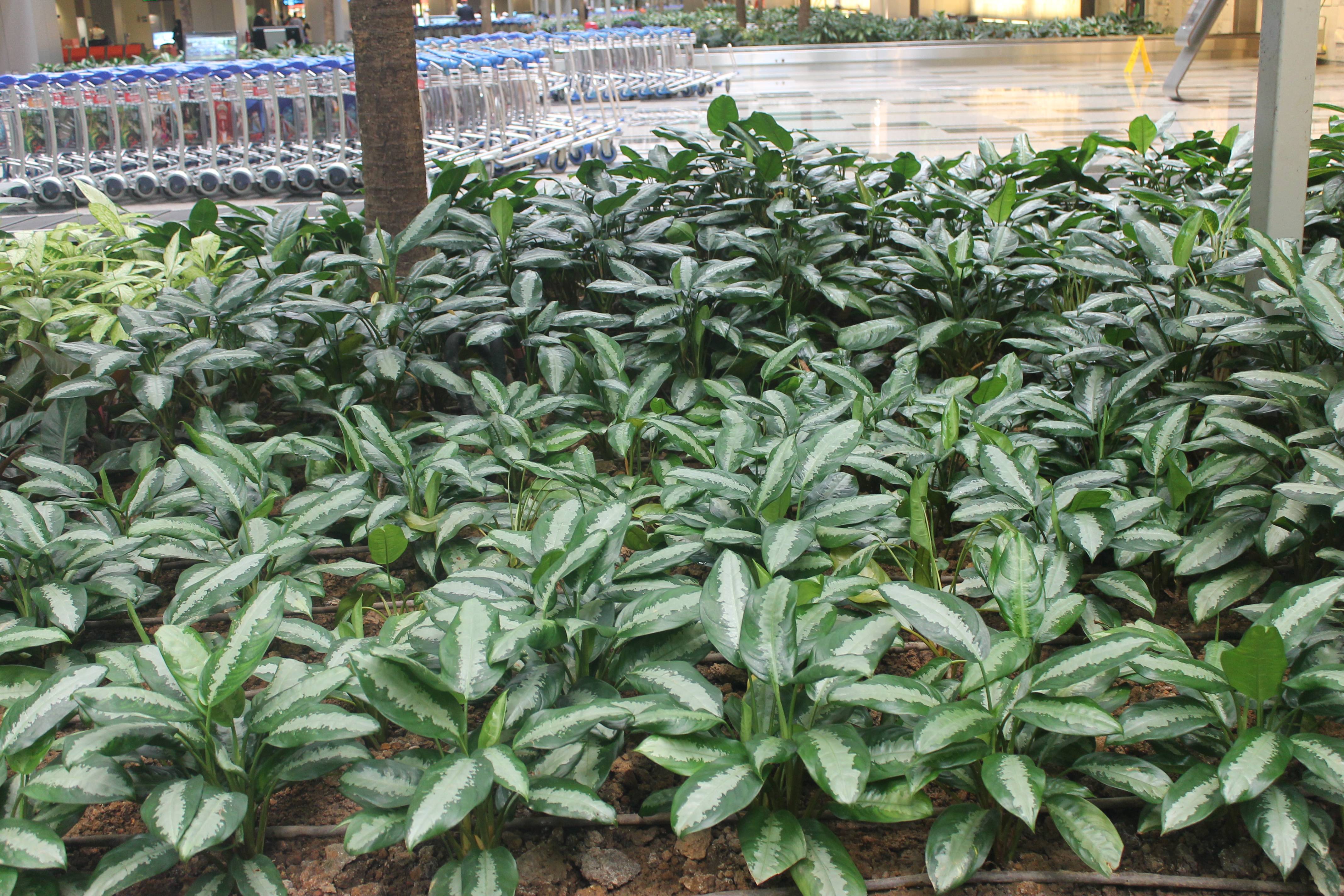 Cây thanh lam tượng trưng cho may mắn, bình an và tài lộc.